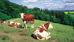 Kühe auf einer Weide, Mecklenburgische Schweiz