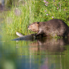 Biber auf der Peene