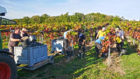 Weingut Schloss Rattey