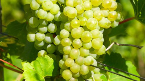 Weingut Schloss Rattey