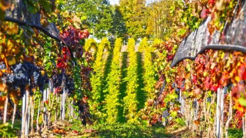 Weingut Schloss Rattey