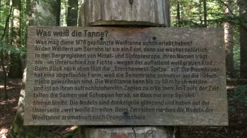 alte-buchenwaelder-4