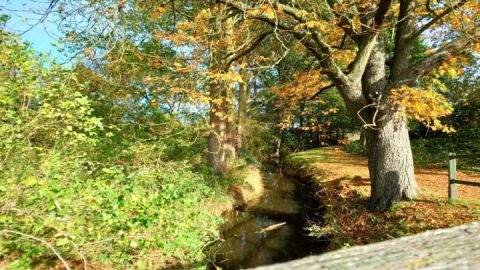 Köthelscher Bach Richtung Stadtpark