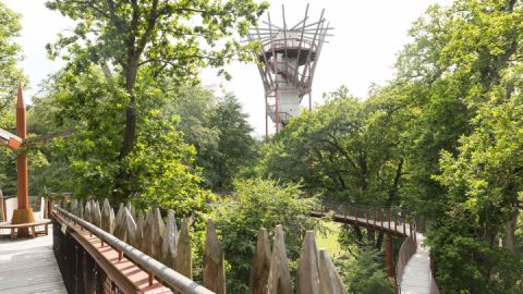Baumkronenpfad