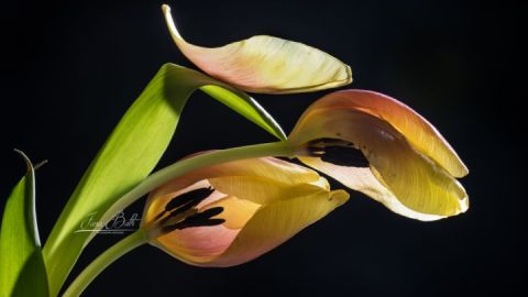Zwiegespräch, Fotografie, Tulpen