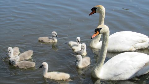Schwäne am Mühlenteich