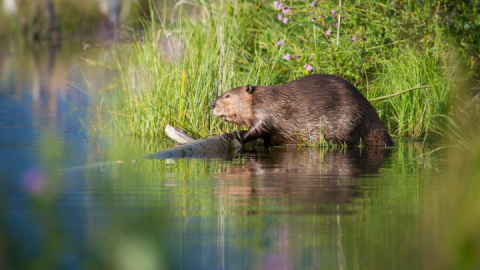 Biber auf der Peene
