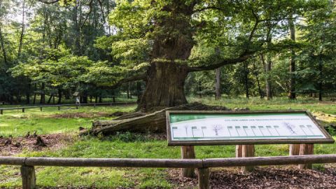 unterwegs-im-waldgebiet-der-ivenacker-eichen