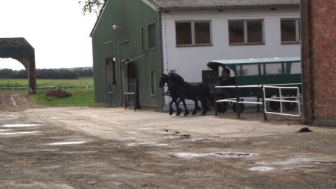 Gestuet Ganschow