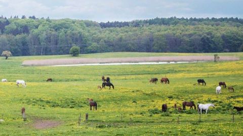 Gestuet Ganschow_Pferde-auf-der-weide