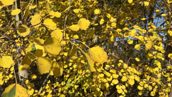 26-04-24 Tag des Baumes, GMZ