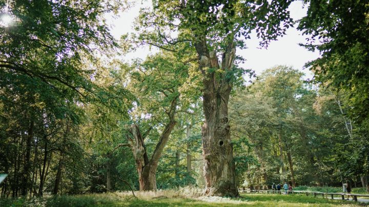 Tausendjährige Ivenacker Eichen