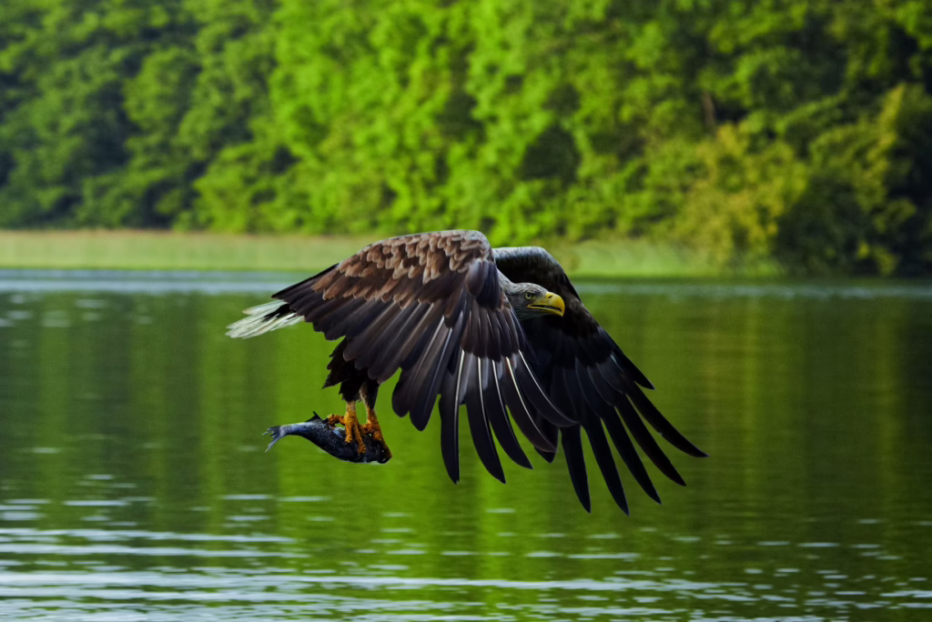 Seeadler MVT Grundner